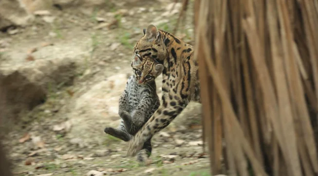 La cucciola di Ocelot fa conquiste